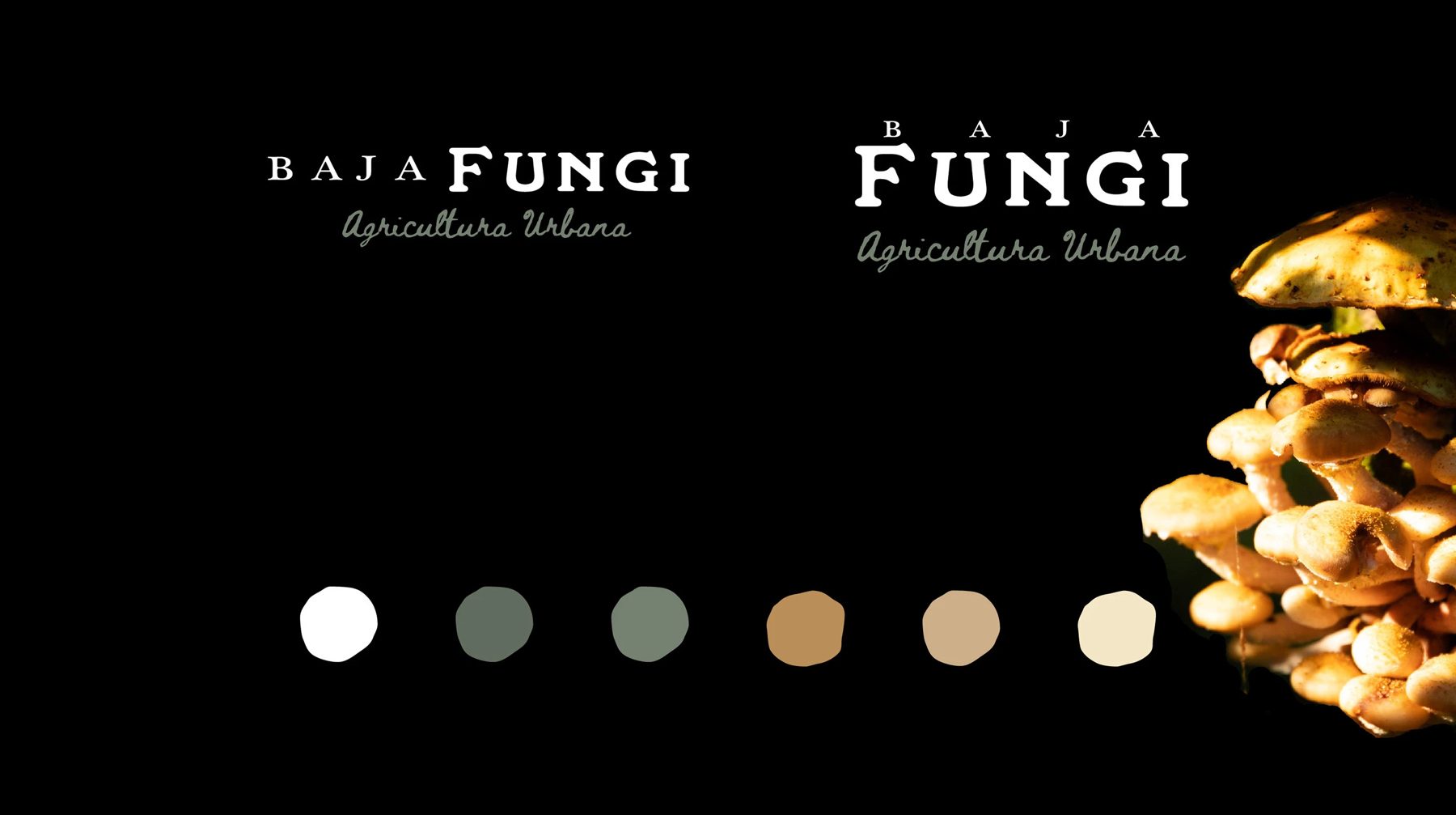Baja Fungi · Dirección 1